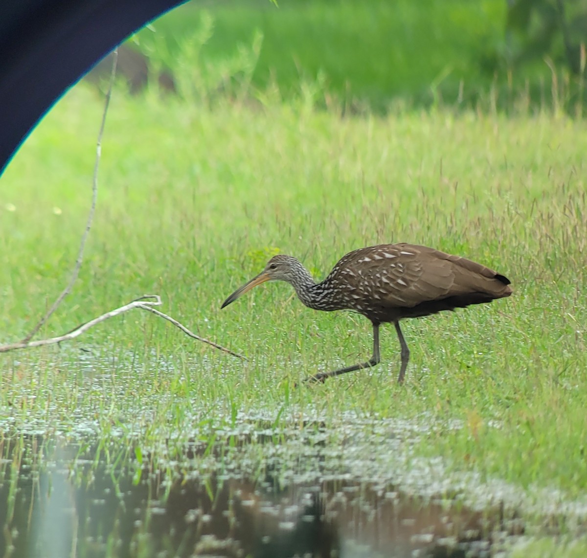 eBird Checklist 25 Apr 2023 Lakeview Park, Corpus Christi 59