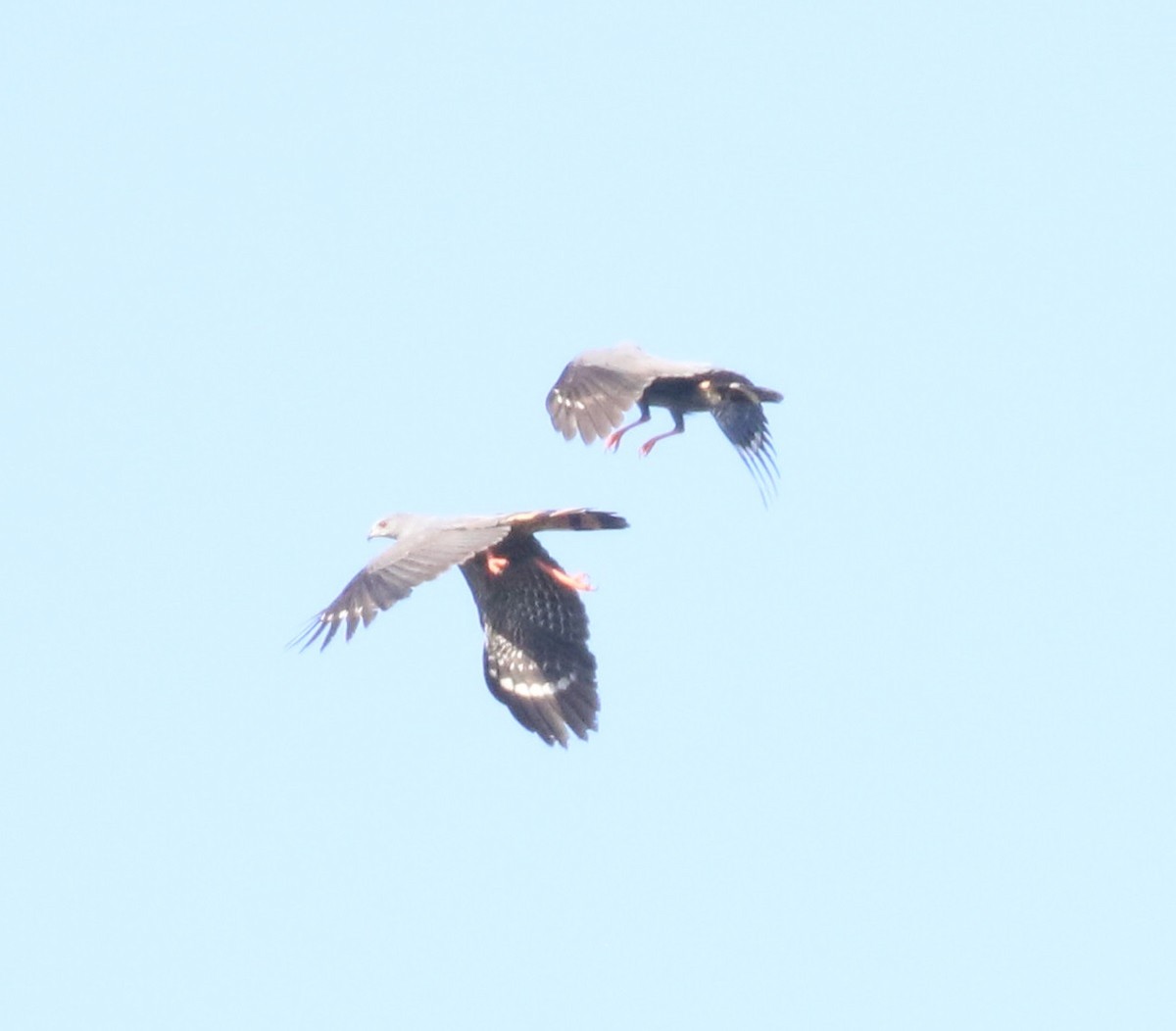 eBird Checklist 15 Mar 2023 Crane Hawk corner 2 species