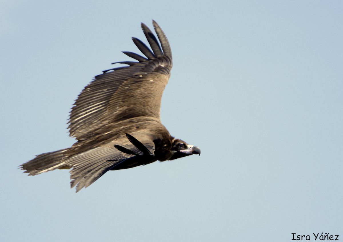 Cinereous Vulture - ML562649511