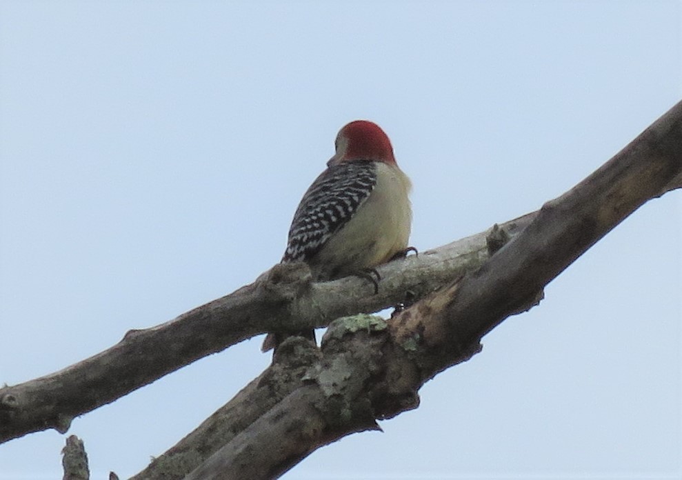 Red-bellied Woodpecker - ML562651231