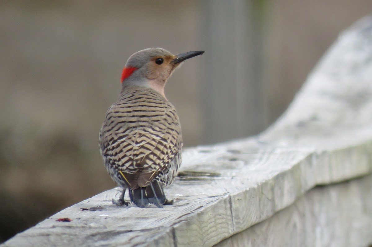 Northern Flicker (Yellow-shafted) - ML562651321