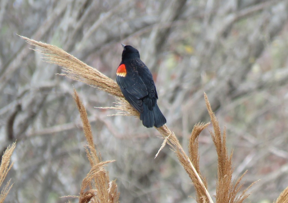 Red-winged Blackbird - ML562651561