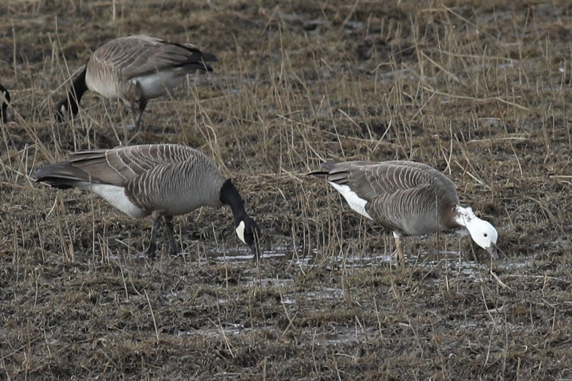 Snow x Cackling Goose (hybrid) - Nathan Dubrow