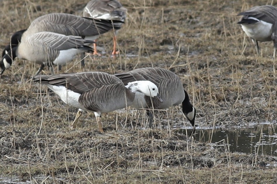 Snow x Cackling Goose (hybrid) - Nathan Dubrow