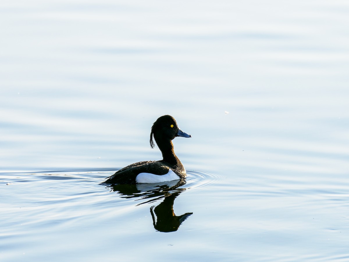 Tufted Duck - ML562658151