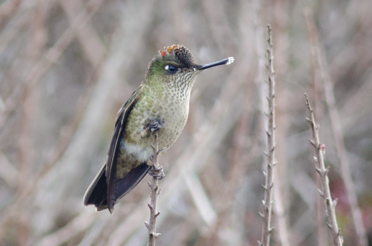Green-backed Firecrown - ML562666641
