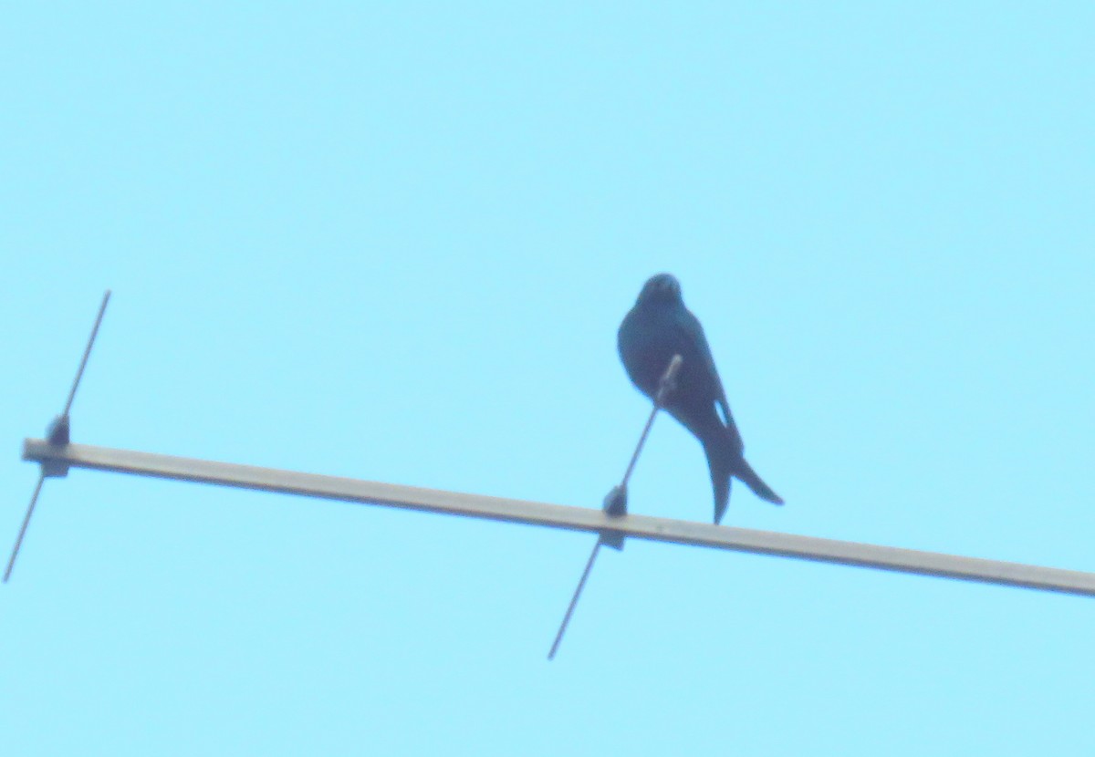 Fork-tailed Drongo - ML562667251