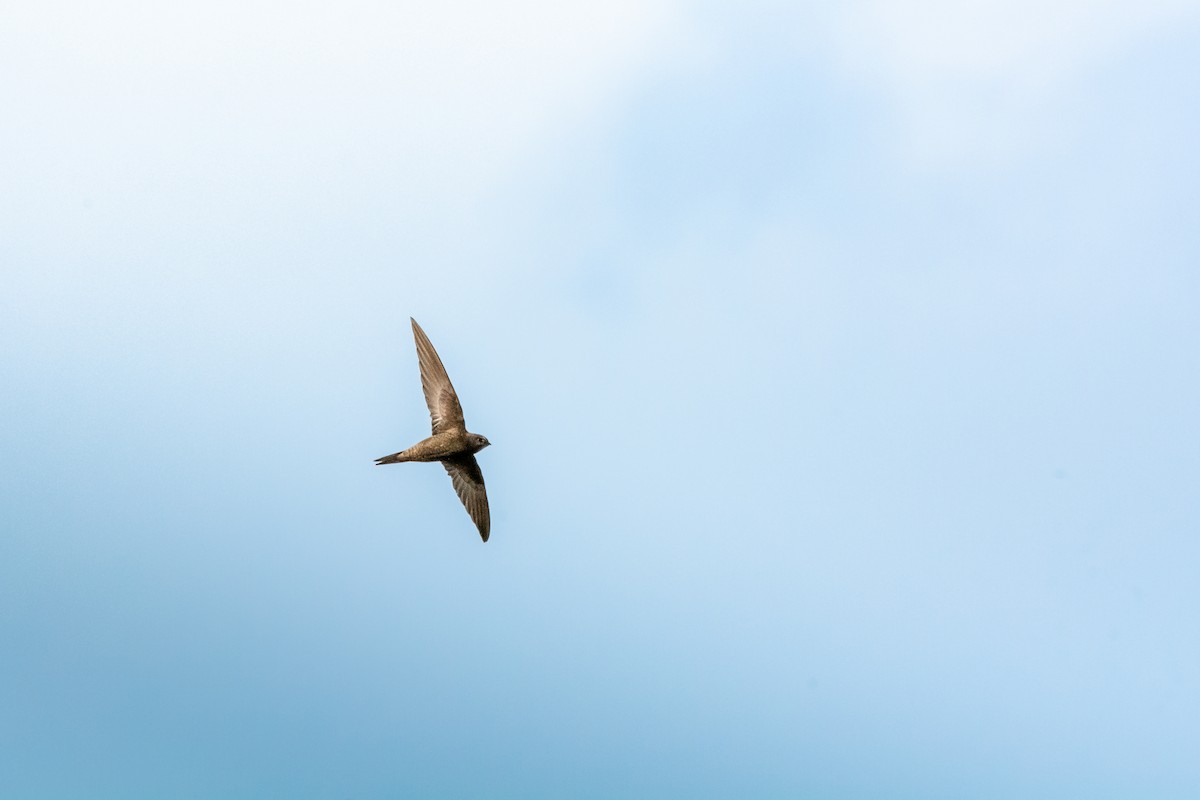 Common Swift - Connor Proudfoot