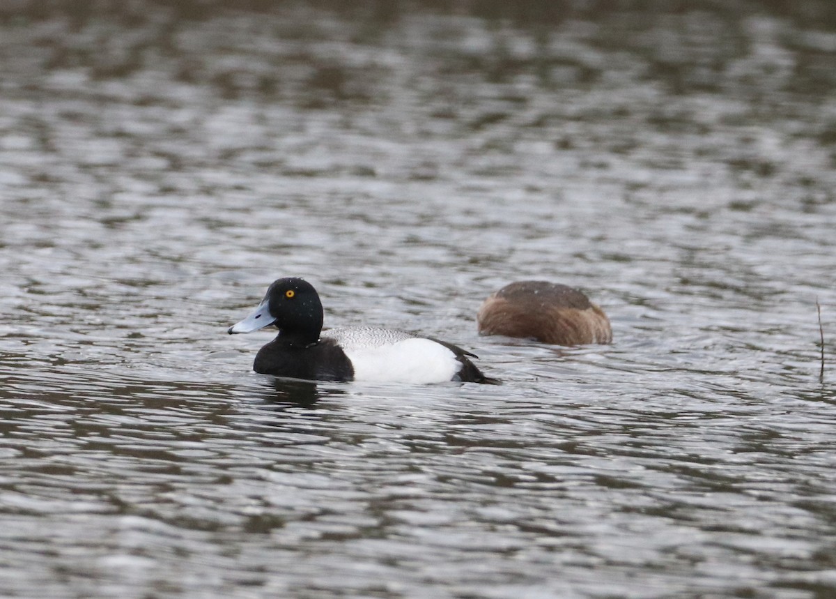 Greater Scaup - ML562670581