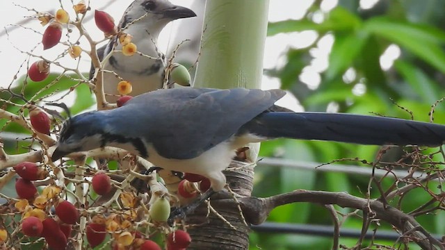 White-throated Magpie-Jay - ML562673221