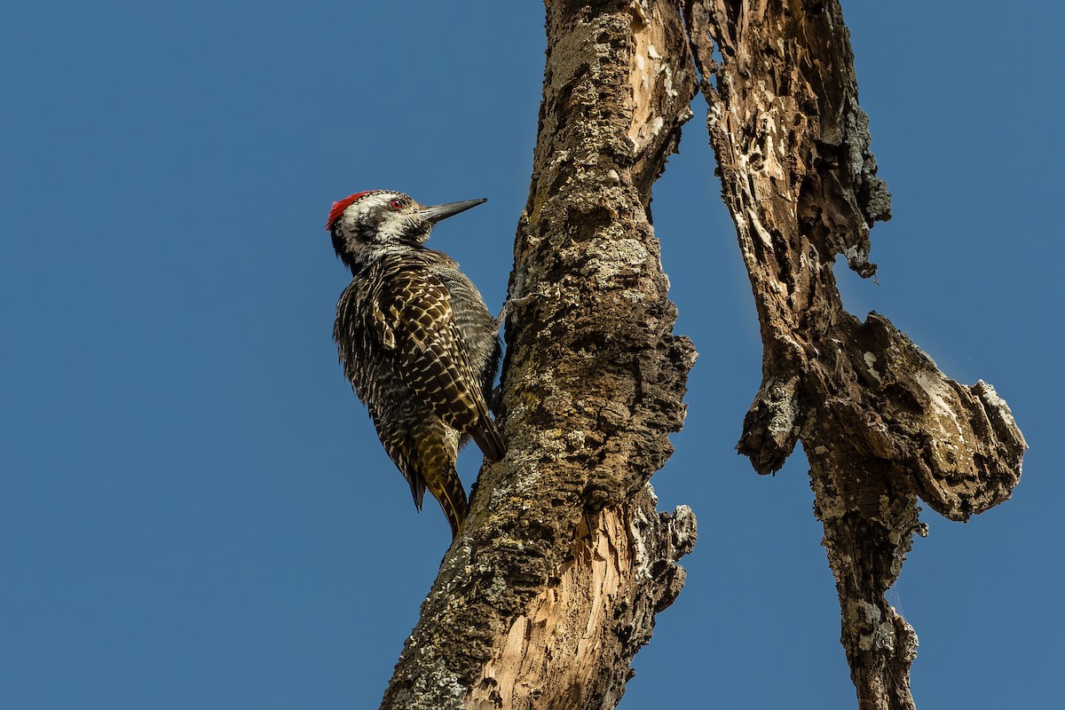 Bearded Woodpecker - ML562677761