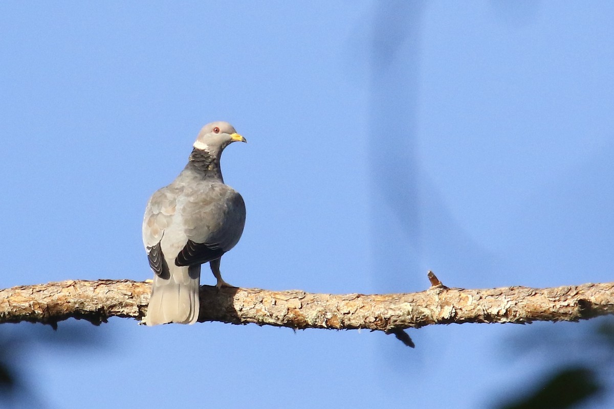 Band-tailed Pigeon - ML562683951