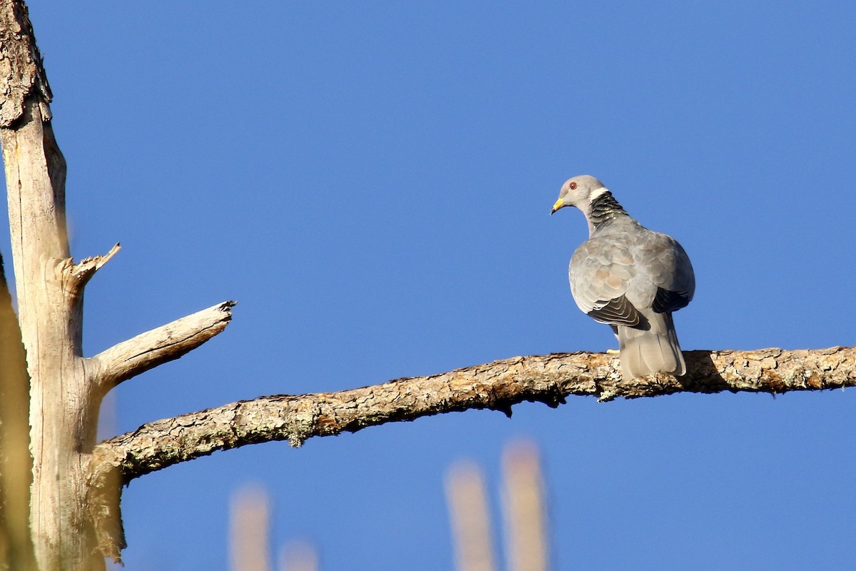 Band-tailed Pigeon - ML562683961