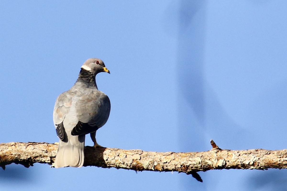 Band-tailed Pigeon - ML562683981