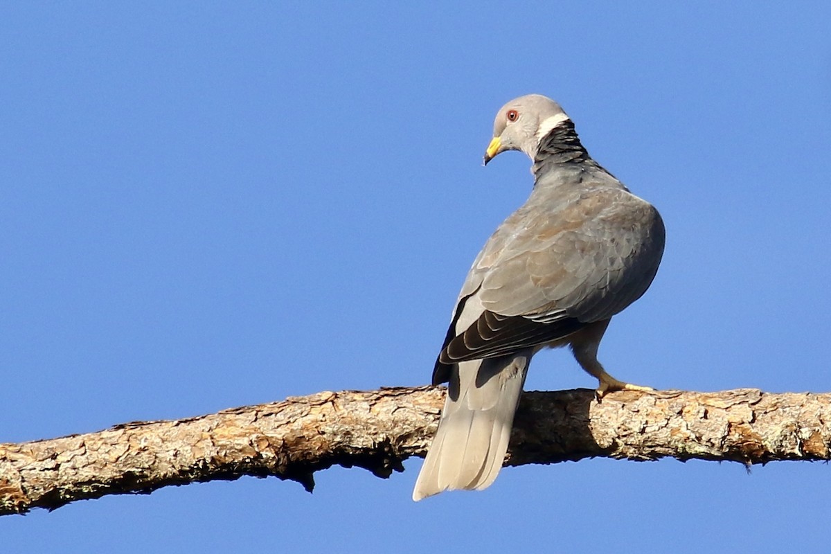 Band-tailed Pigeon - ML562683991