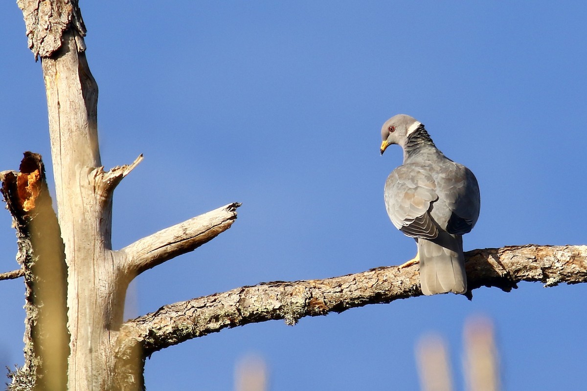 Band-tailed Pigeon - ML562684011