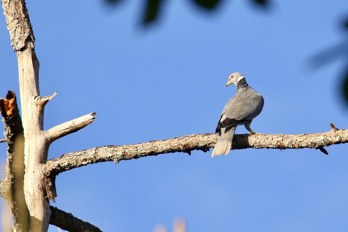 Band-tailed Pigeon - ML562684021