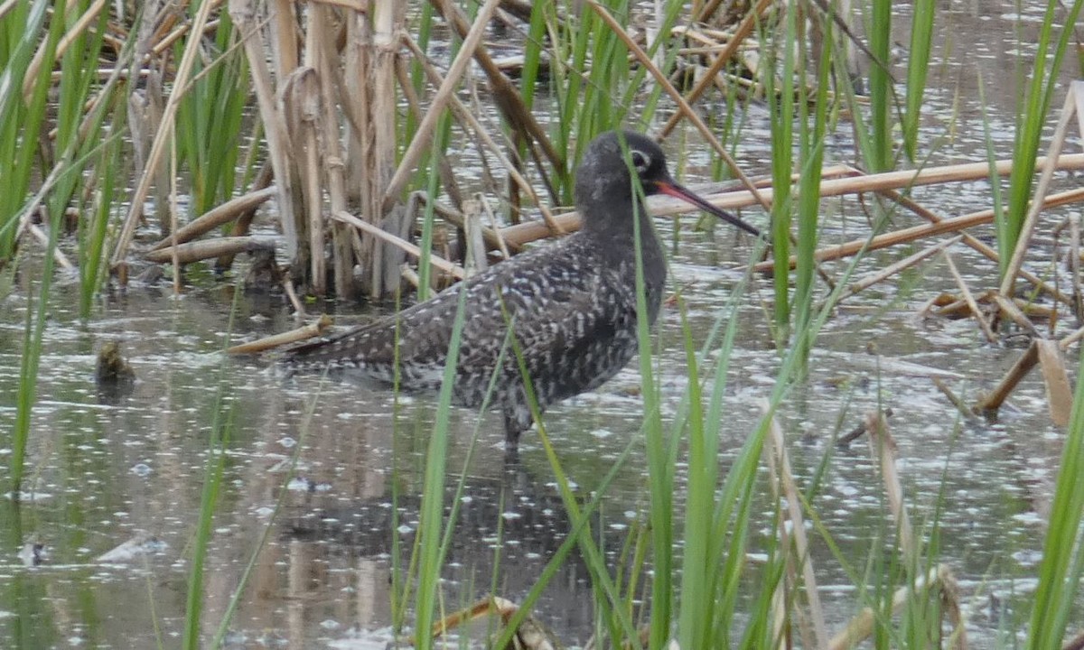 Spotted Redshank - ML562684971