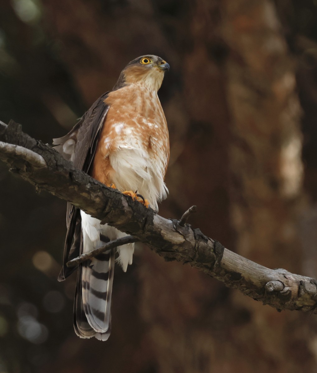 Rufous-breasted Sparrowhawk - Luke Goddard