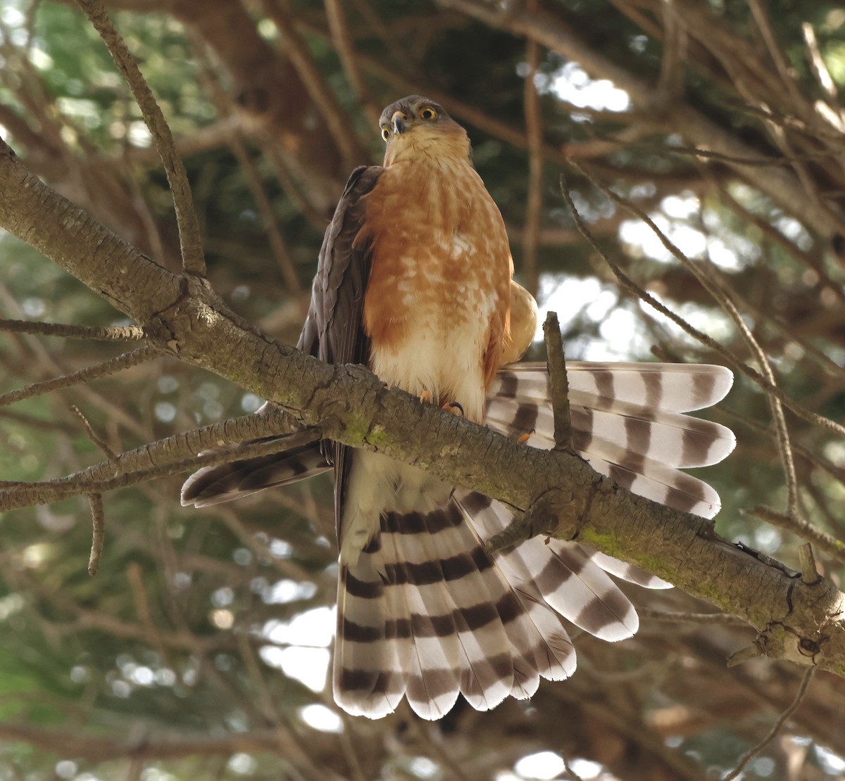 Rufous-breasted Sparrowhawk - ML562686711