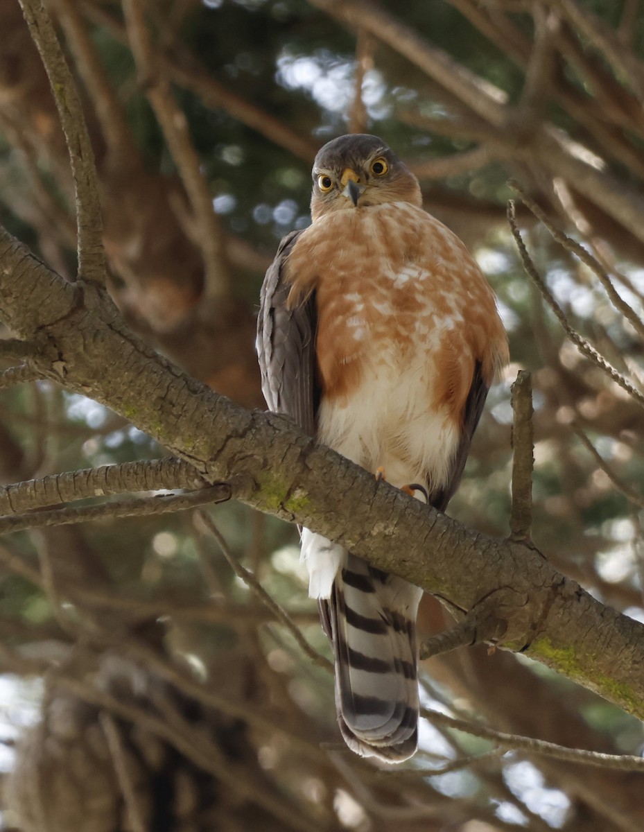 Rufous-breasted Sparrowhawk - ML562686721