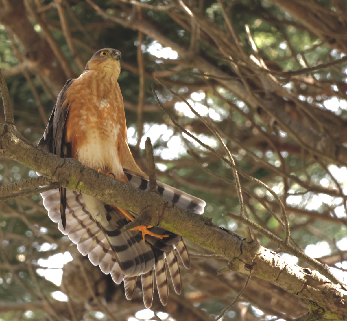 Rufous-breasted Sparrowhawk - ML562686741