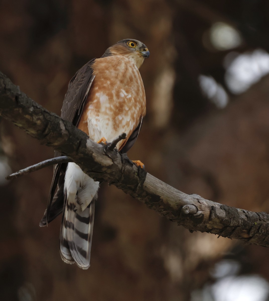 Rufous-breasted Sparrowhawk - ML562686751