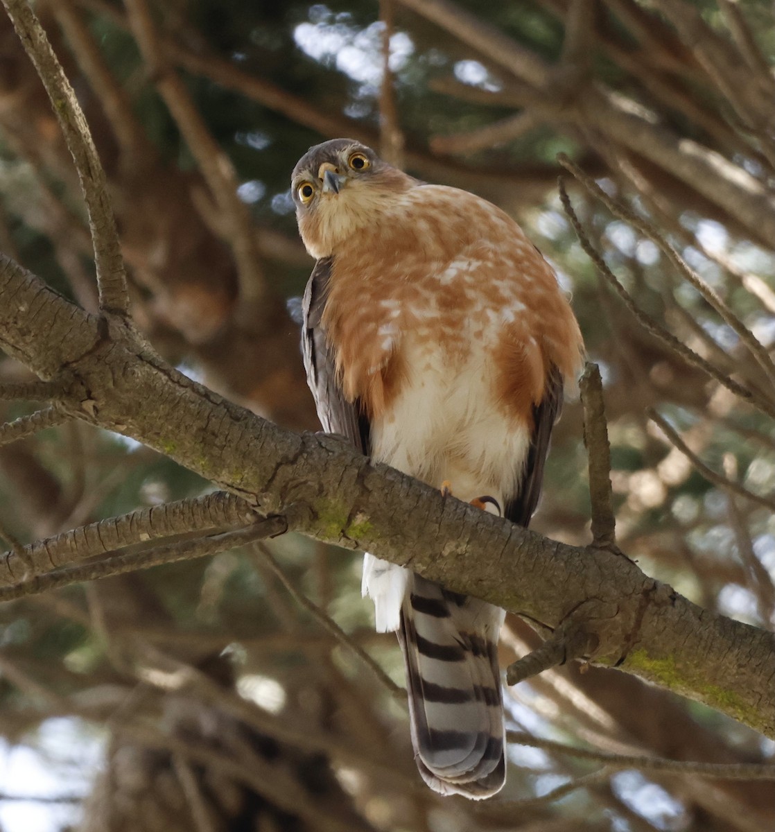 Rufous-breasted Sparrowhawk - Luke Goddard