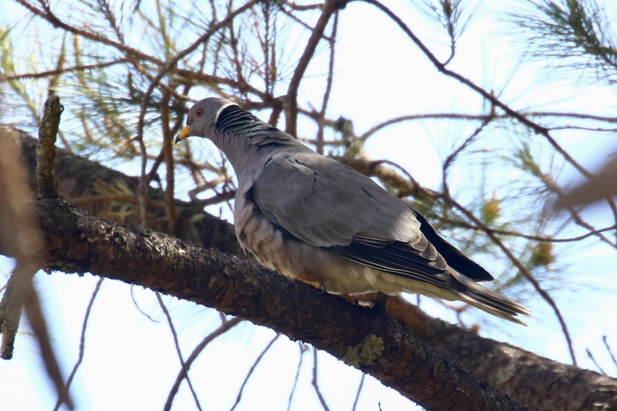 Band-tailed Pigeon - ML562686891