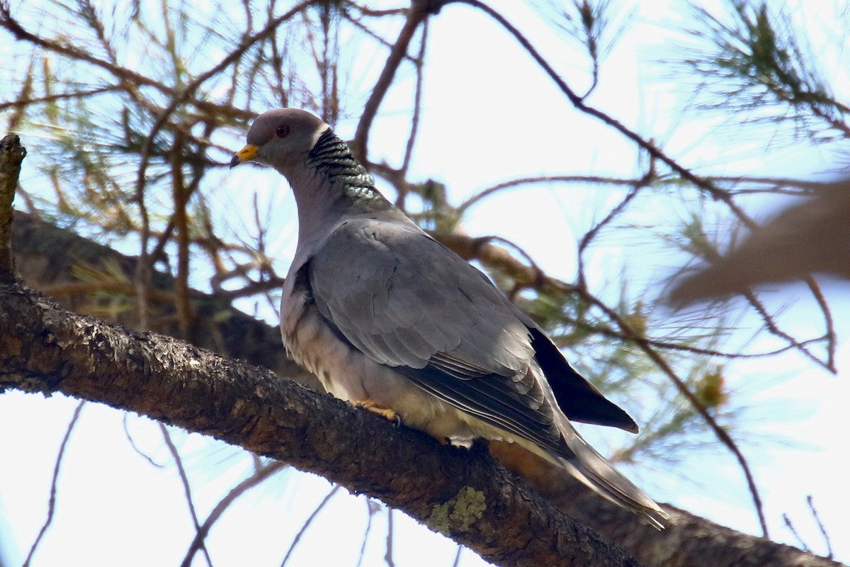 Band-tailed Pigeon - ML562686901