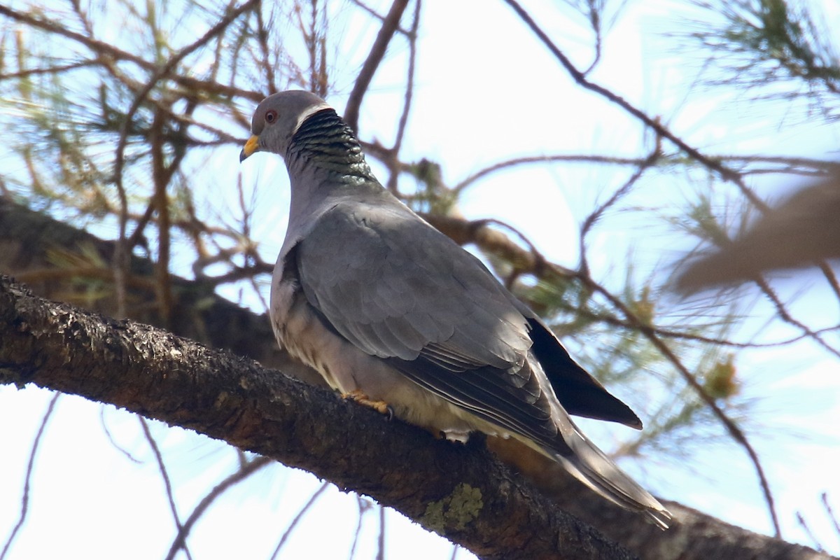 Band-tailed Pigeon - ML562686911