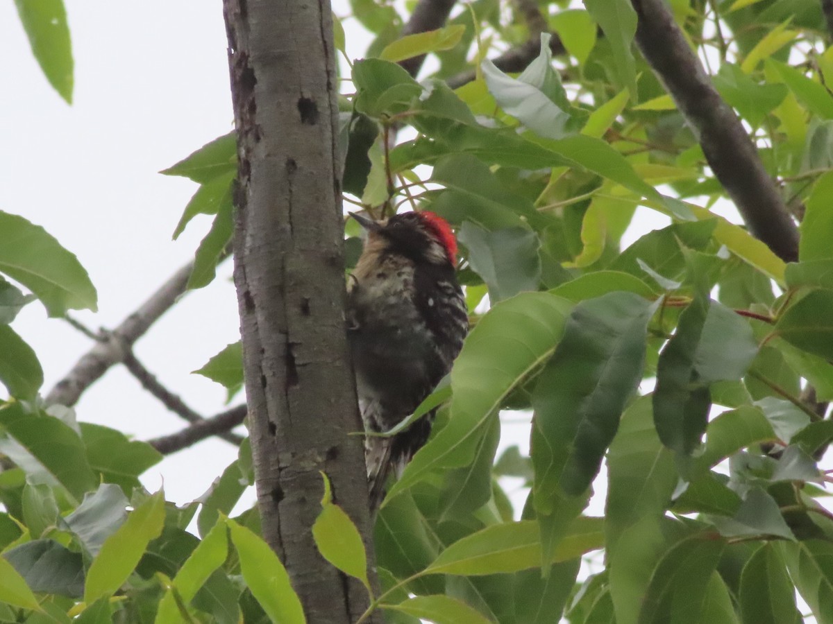 woodpecker sp. - Karen Richardson