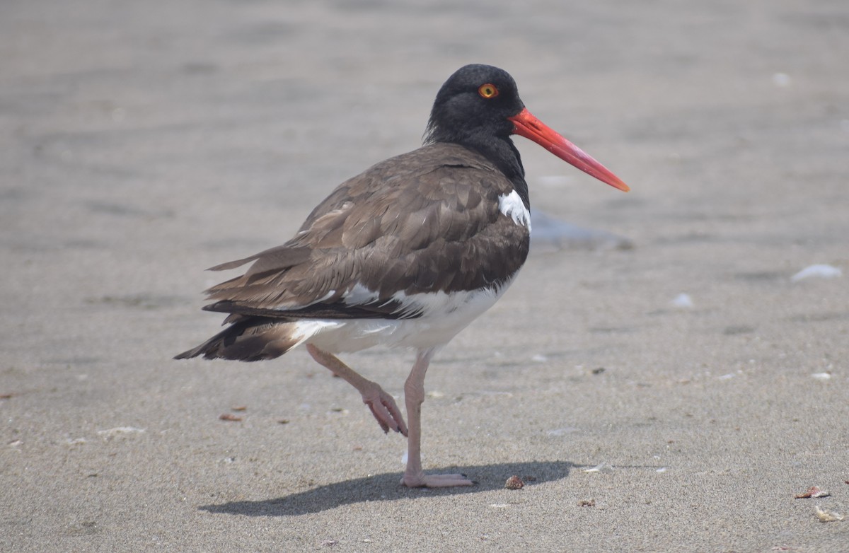 American Oystercatcher - Monica Paredes Mejia