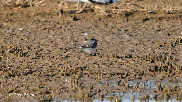 White Wagtail (White-faced) - ML562689061