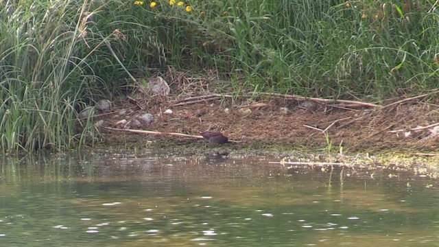 Spotted Crake - ML562689191