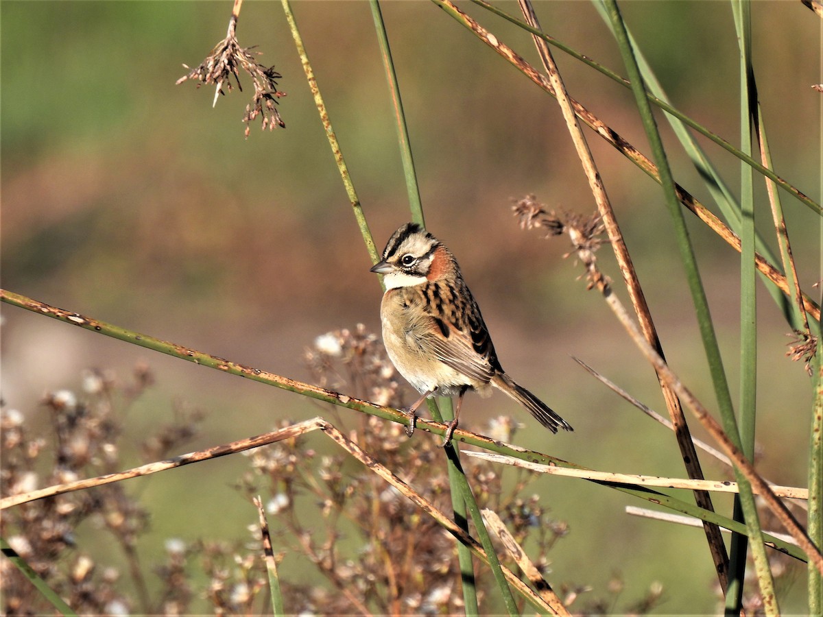 Rufous-collared Sparrow - ML562690101