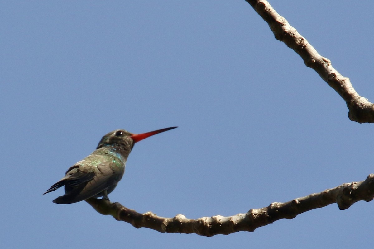Broad-billed Hummingbird - ML562693081