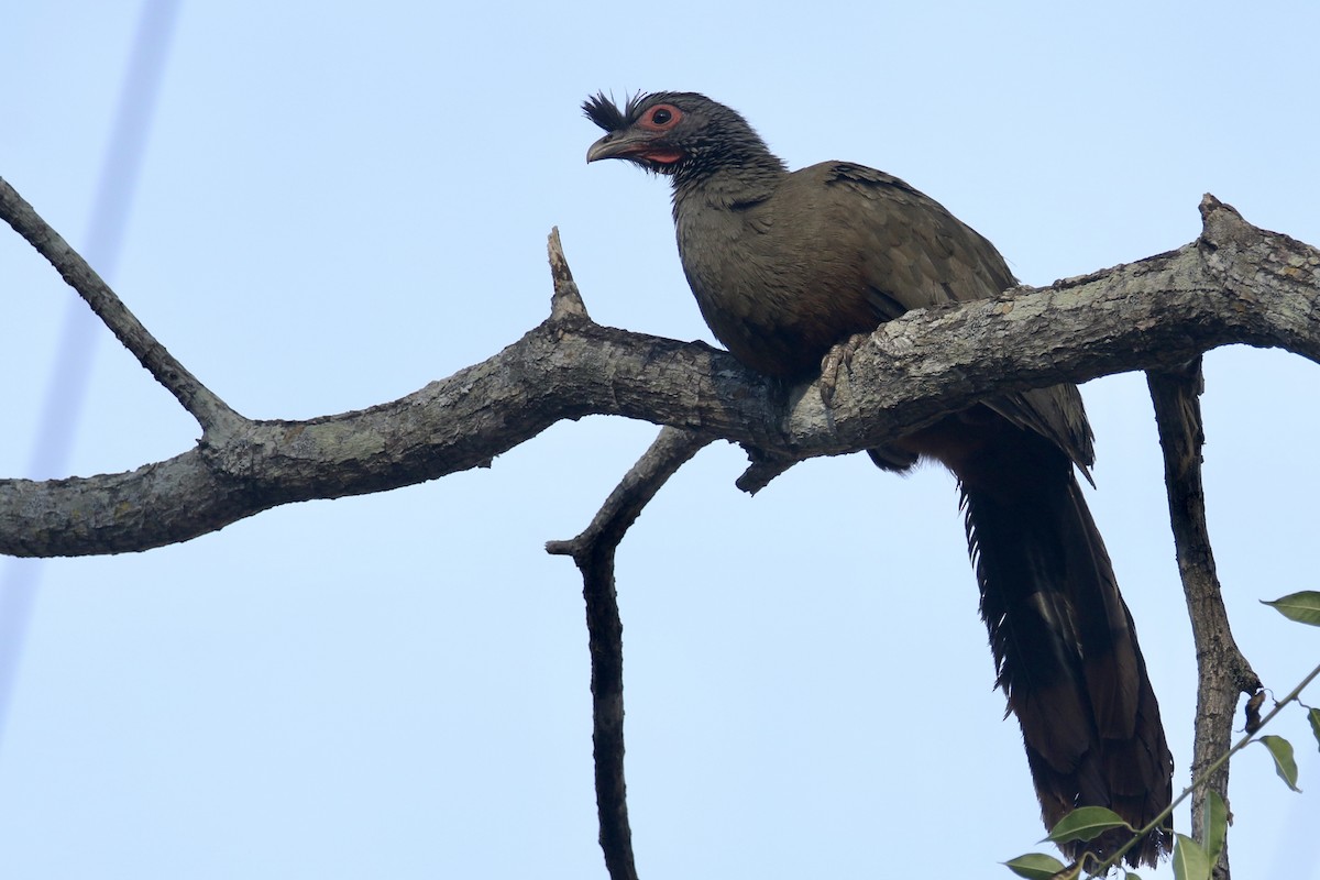 Rufous-bellied Chachalaca - Anonymous