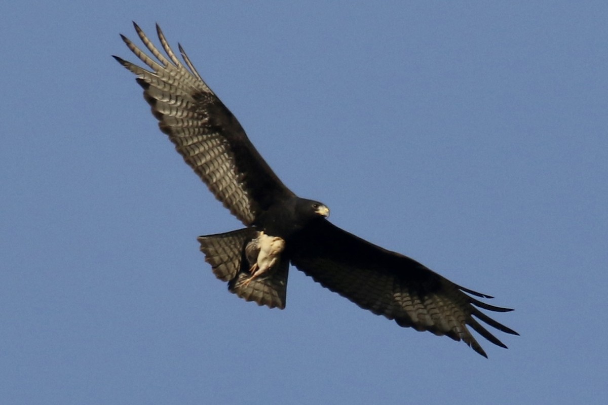 Zone-tailed Hawk - ML562693351