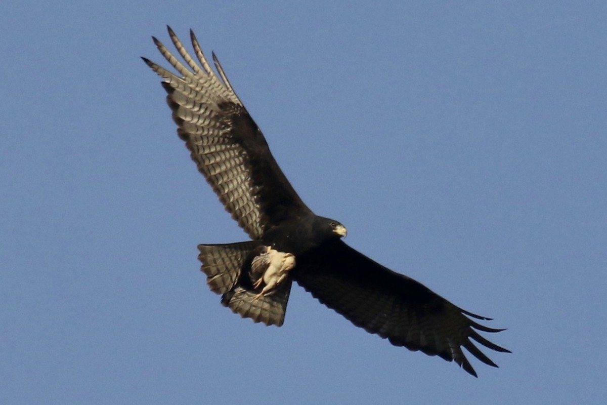 Zone-tailed Hawk - ML562693361