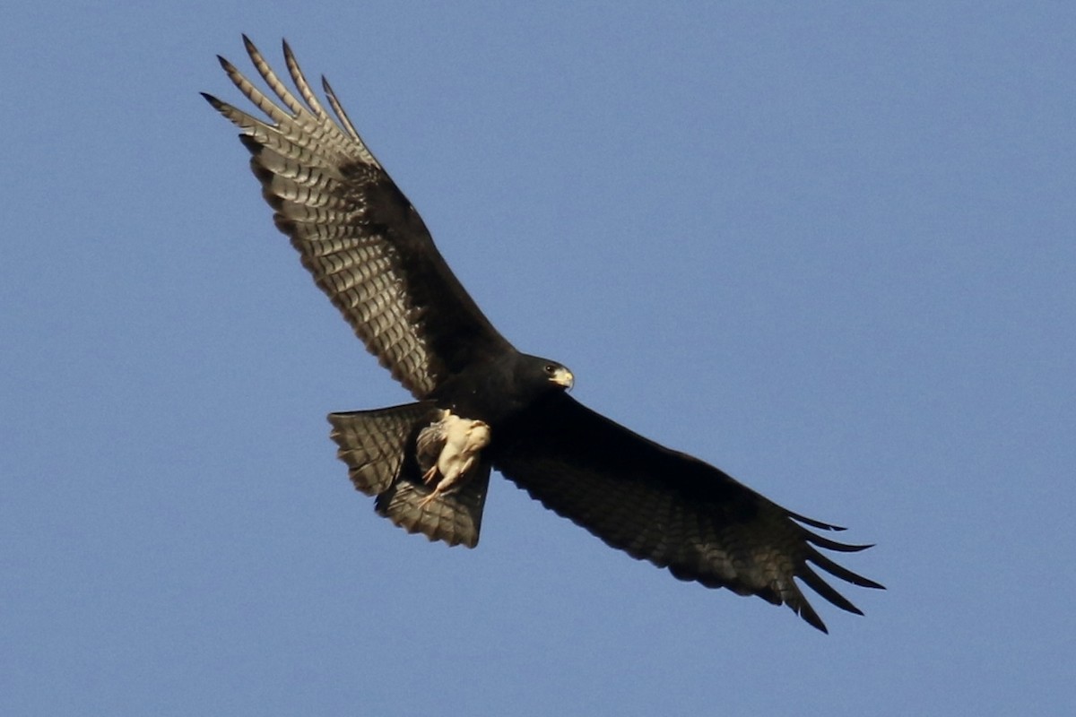 Zone-tailed Hawk - ML562693371
