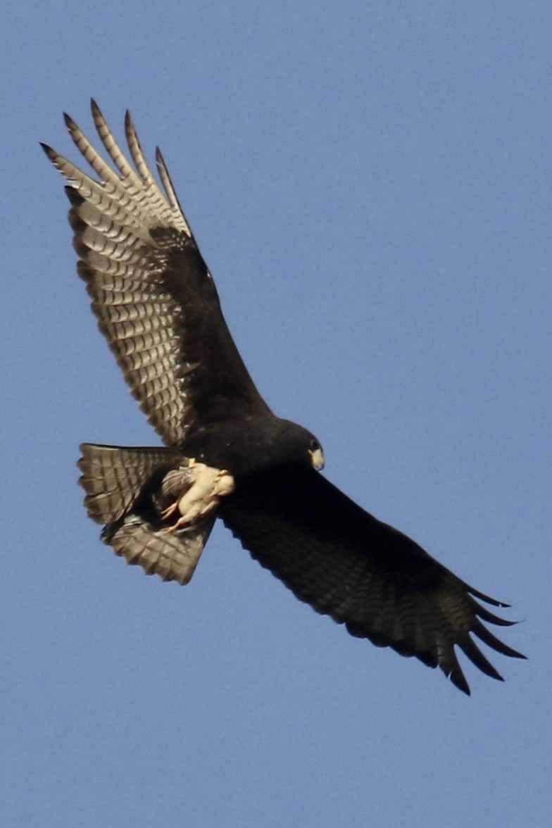 Zone-tailed Hawk - ML562693381