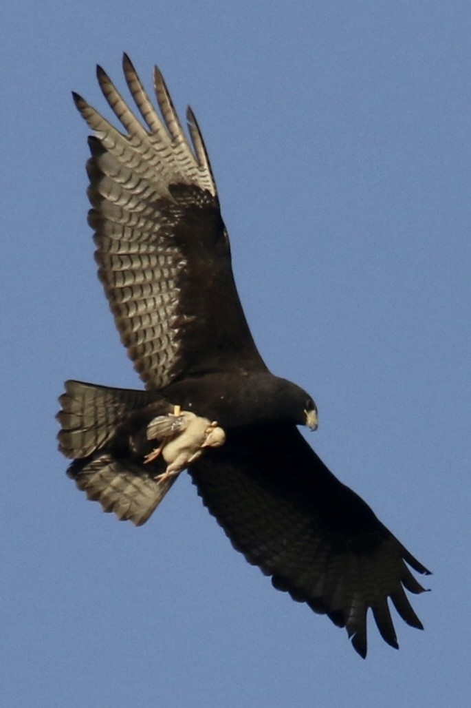Zone-tailed Hawk - ML562693391