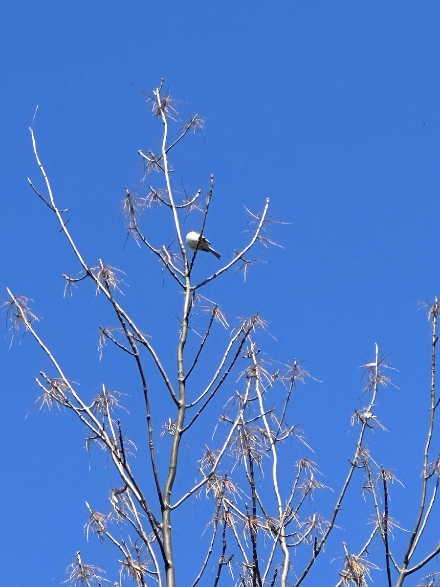 Field Sparrow - ML562695981