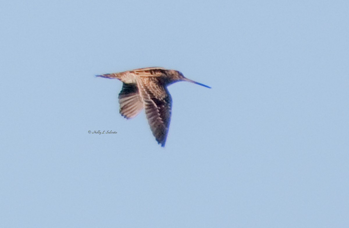Wilson's Snipe - Mark and Holly Salvato