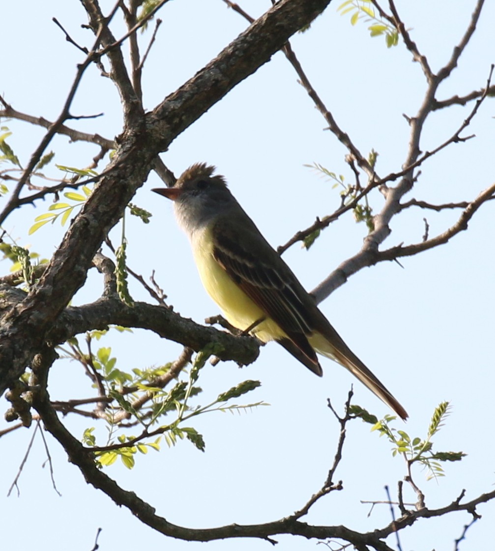 Great Crested Flycatcher - David Carr