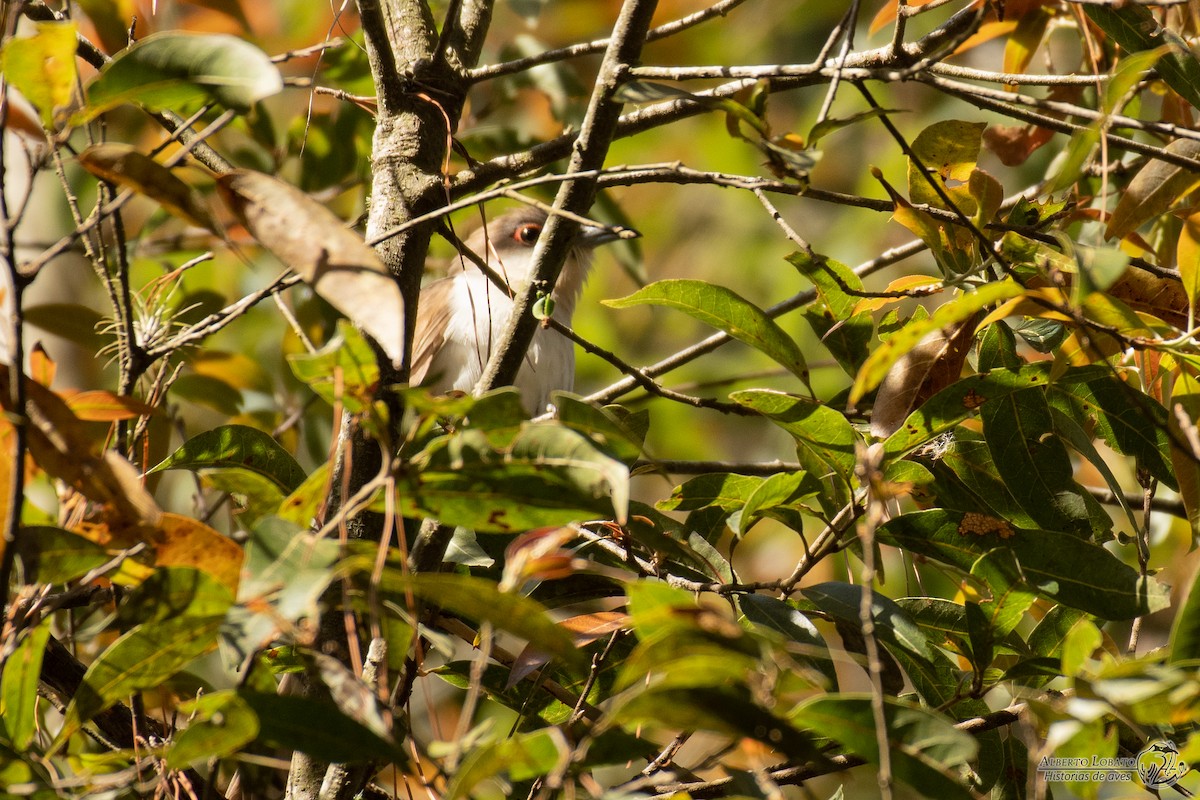 Black-billed Cuckoo - ML562698981