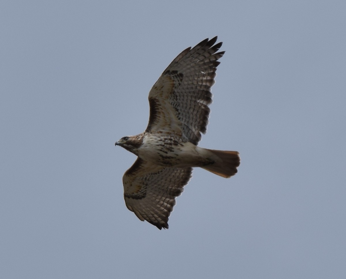 Red-tailed Hawk - ML56270151