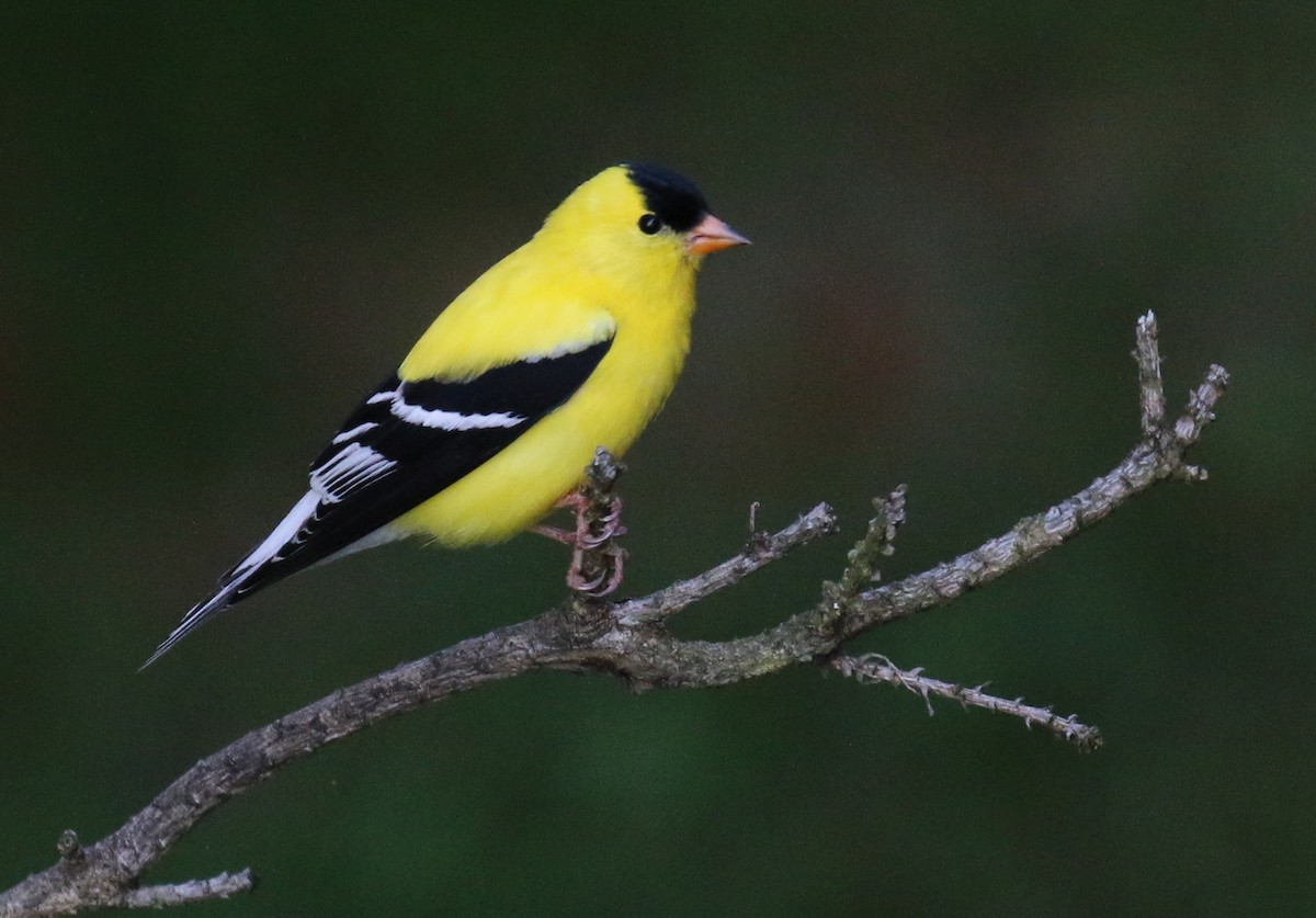 American Goldfinch - David Carr