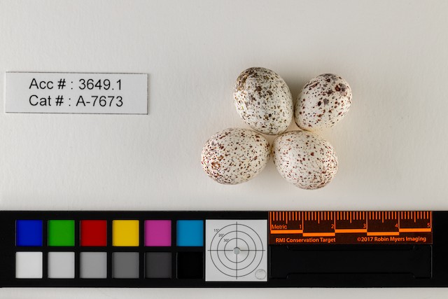 スラットナー AIR Rear System 20° Carbon Heel January 2023